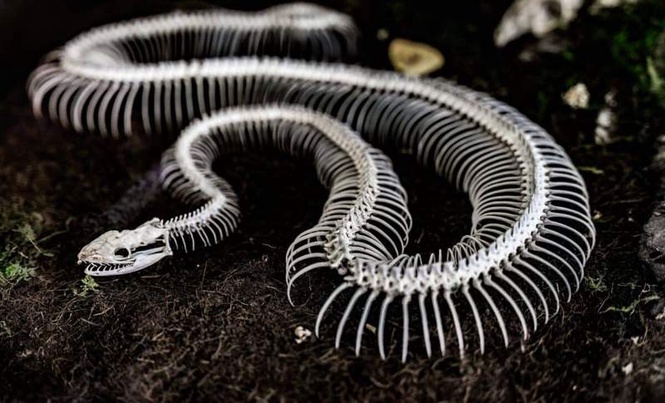 Image from: Scientists Found a Rare Fossil Showing Snakes Once Had Legs and Looked Very Different From Today