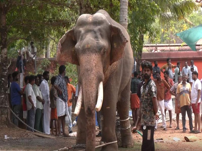 Image from: Keralam: Elephant brought for temple festival runs amok near Angamaly; one killed, mahout injured