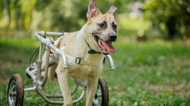 Image from: Paralysed dog gets a custom-built wheelchair from a luxury car brand