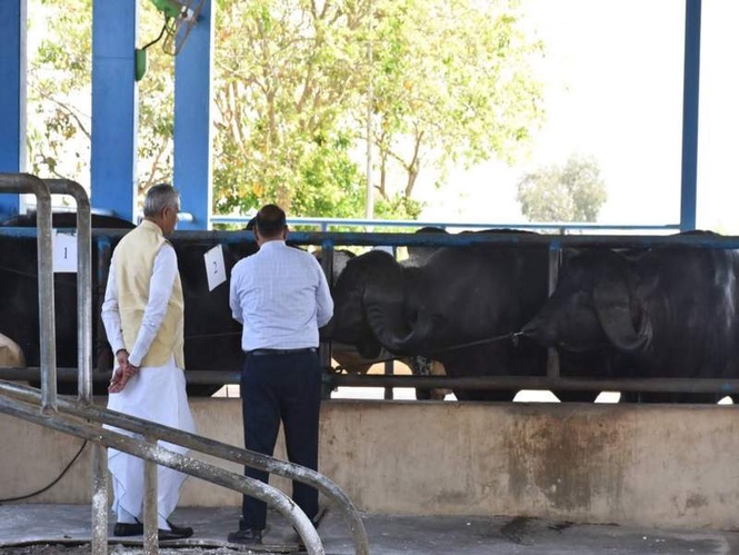 Image from: Gujarat: Livestock farmers tap sexed semen technology to ensure female calf births