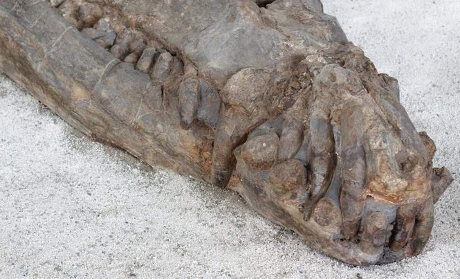 Image from: Buried Just Inches Beneath Tunisia’s Sahara Sands, a Fully Intact 10-Meter-Long Sea Crocodile Fossil Has Been Found