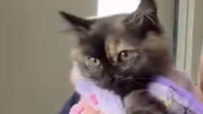 Image from: Kitten swelling "like a balloon" until vet's quick thinking saves her life