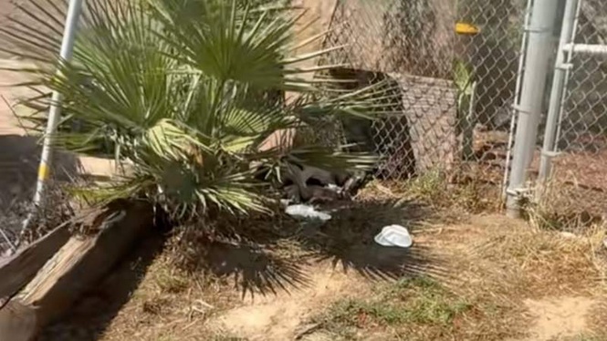 Image from: He saw something moving under palm tree, only to find mum guarding newborn pups
