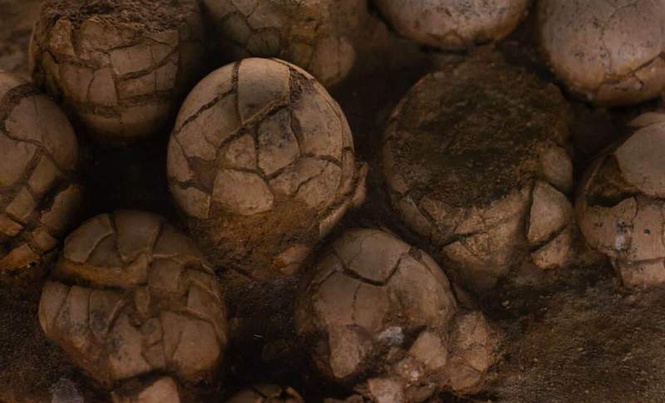 Image from: Scientists Just Found a Nearly Complete 16-Centimeter Fossil Near a Dinosaur Nest