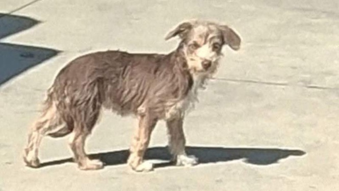 Image from: A trembling dog hid from everyone until the right person won her trust