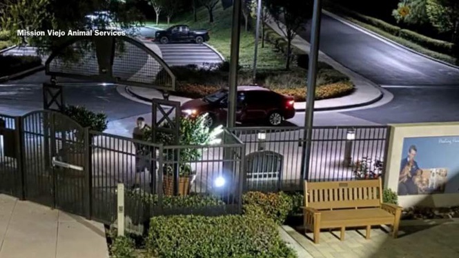 Image from: Driver stops outside a vet in the dead of night: people are shocked by his actions