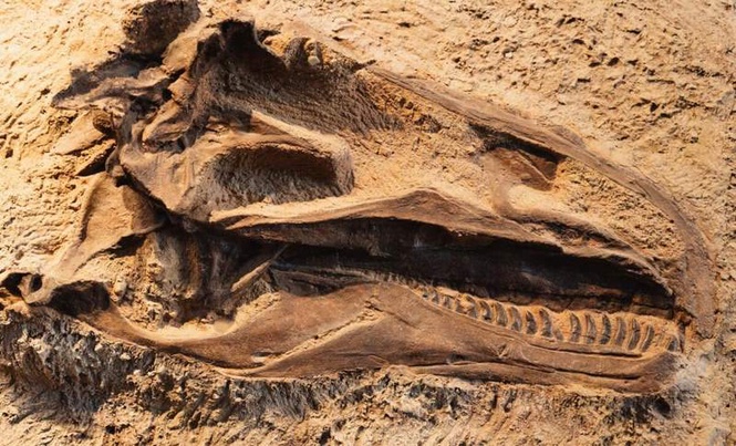 Image from: Archaeologists In Spain Unearthed One Of The Rarest And Most Complete Dinosaur Skulls Ever Found In Europe, Dating Back 150 Million Years