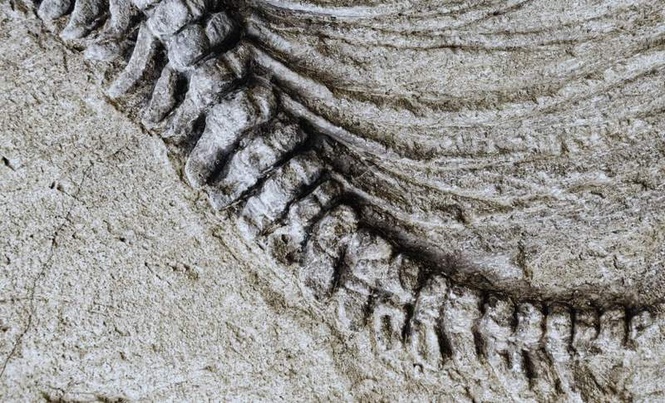 Image from: Scientists Uncover a 100-Foot Dinosaur Fossil So Heavy It Cracked the Road Beneath During Transport