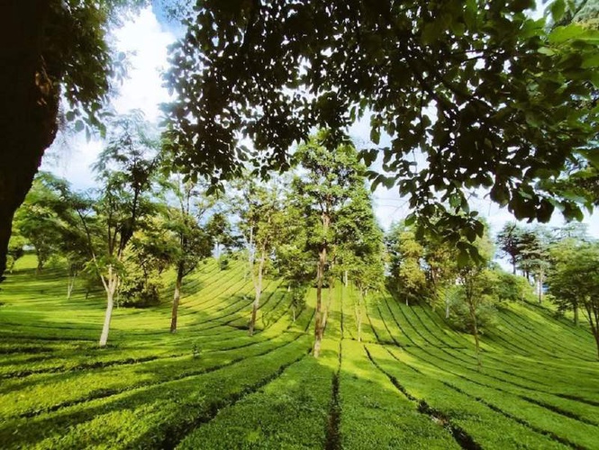 Image from: Timely rain in March, April revives hope of bumper Kangra tea crop