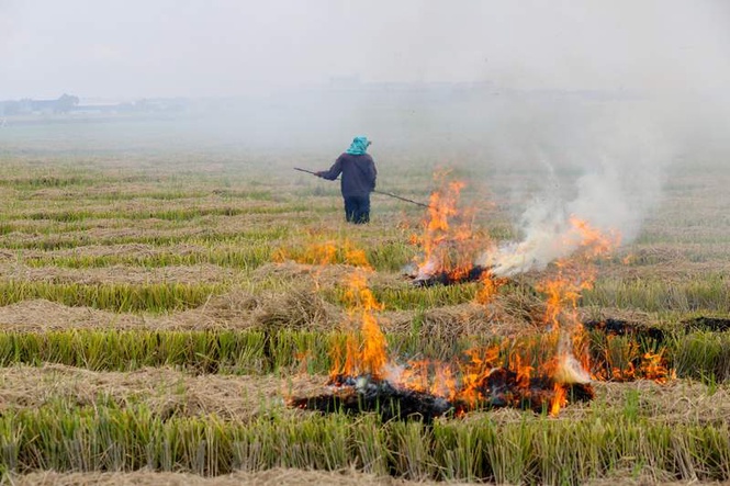 Image from: Nine FIRs registered against 12 farmers for burning wheat stubble in Karnal