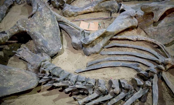 Image from: A Student Found 16 Bite Marks On A Fossil And Confirmed That Tyrannosaurs Didn’t Just Hunt Prey, They Turned on Each Other