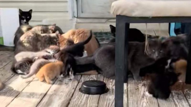 Image from: Rescuers expected a few stray cats, but the number they found defied belief