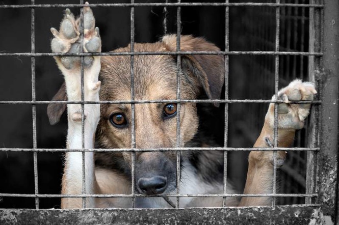 Image from: Over 9,000 animal cruelty cases in 2024; Maharashtra tops states, J-K leads UTs: NCRB