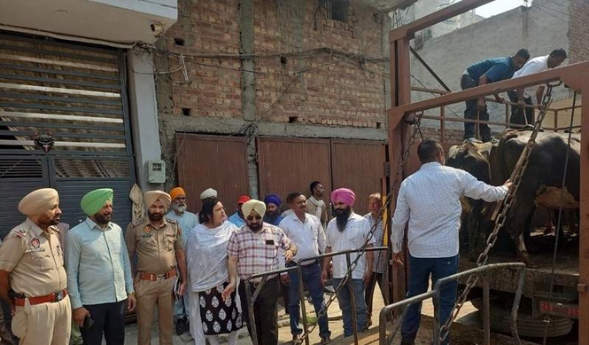 Image from: Amritsar MC continues action against illegal dairies