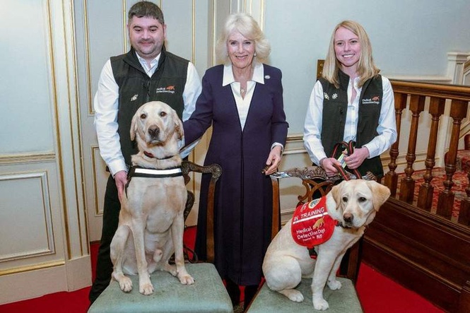 Image from: Queen Camilla to host special event to celebrate Medical Detection Dogs