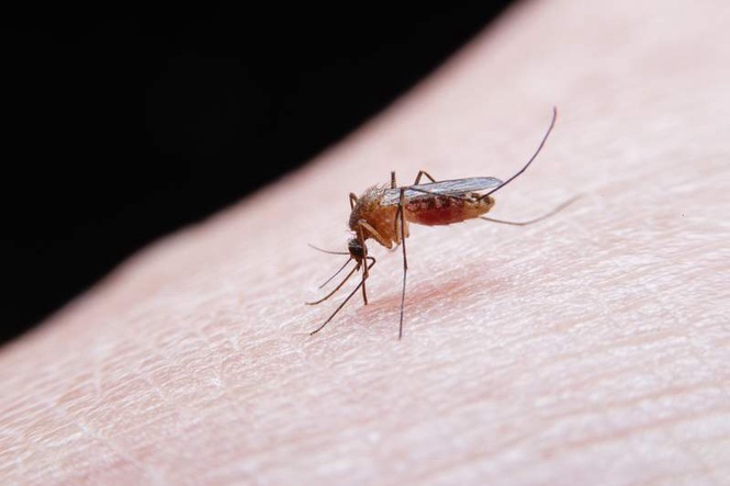 Image from: Health Department exhorts residents to help prevent mosquito breeding in Amritsar