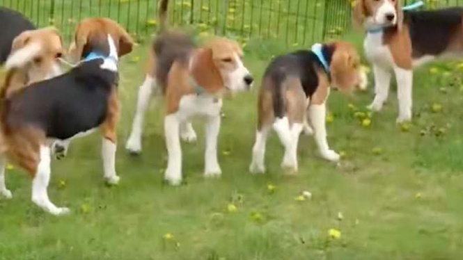 Image from: Secret deal saves 1,500 Beagle puppies from a laboratory nightmare