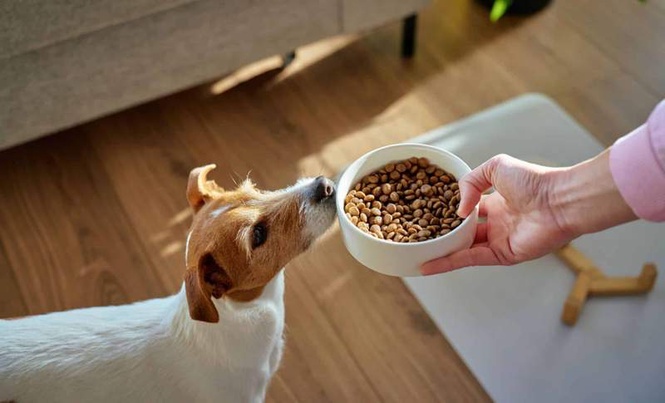 Image from: The Dog Food in Your Freezer Right Now Could Be Recalled, Here’s What to Check