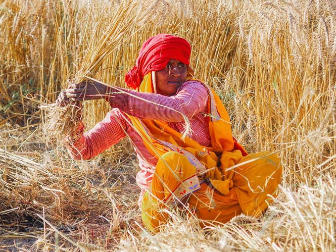 Image from: India released nearly 3,000 climate-resilient crop varieties during 2014-25: Govt