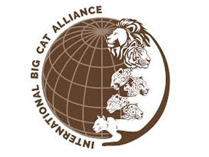 Image from: Saudi Arabia set to join India-led International Big Cat Alliance as 26th member