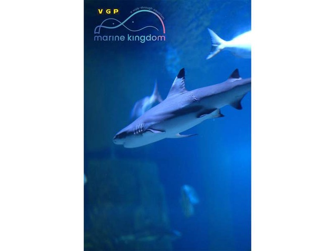 Image from: VGP Marine Kingdom Records Rare Bamboo Shark Breeding in India