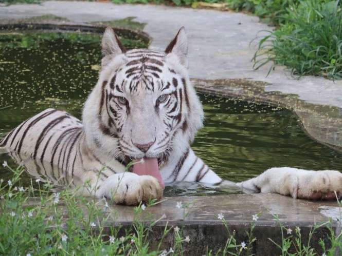 Image from: 14 countries confirm participation for International Big Cat Alliance Summit 2026 in India: Sources