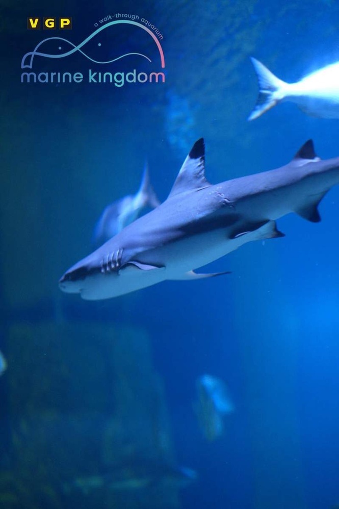 Image from: VGP Marine Kingdom Records Rare Bamboo Shark Breeding in India