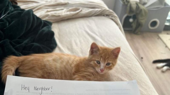 Image from: Woman who let cats sunbathe by the window shocked by her neighbour's note