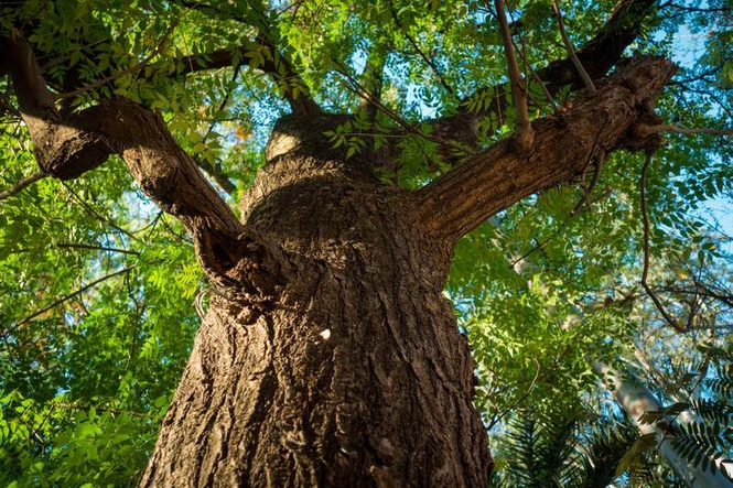 Image from: Haryana tells HC new law to preserve trees in works; Gurugram green cover row closed after construction halted