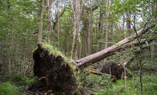 Image from: Under a Fallen Tree in a Norwegian Forest, a Hiker Discovers 1,500-Year-Old Gold Sword Scabbard