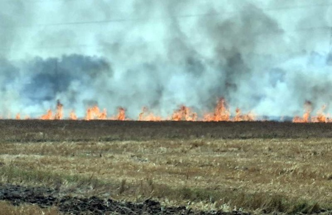 Image from: Roadside green belts bear brunt of stubble burning in Amritsar