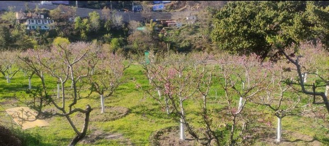 Image from: Himachal: Excess rainfall, hailstorms take toll on crops in hills