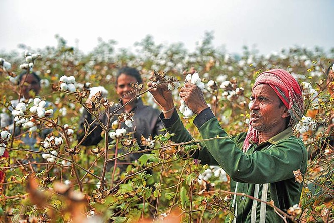 Image from: Concerned over drop in cultivation, special incentive on cards to boost cotton farming
