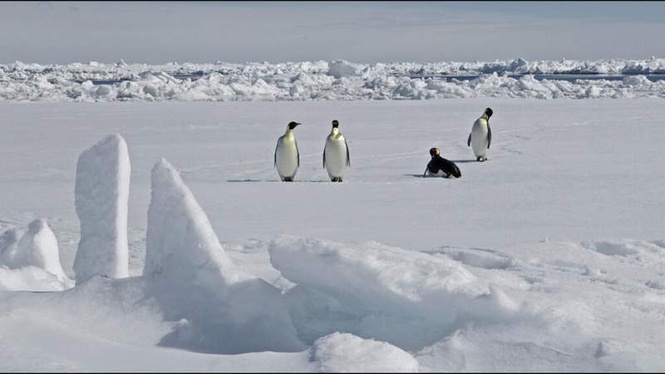 Image from: Protections for emperor penguins in focus as Antarctica talks start in Japan