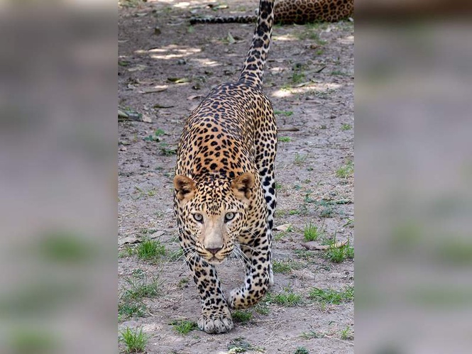 Image from: Karnataka: Govt suspends trekking in forest routes after 10-year-old killed in leopard attack