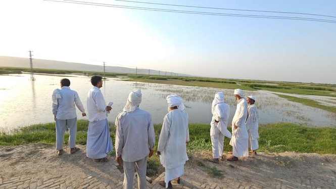 Image from: Nuh farmers seek compensation as waterlogging ruins over 5,000 acres
