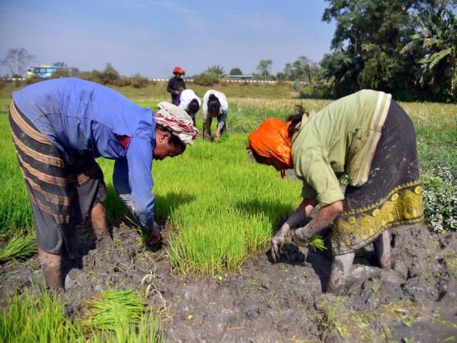 Image from: Centre raises MSP for 14 kharif crops, boosts support for pulses and oilseeds