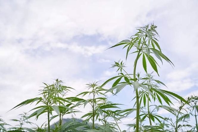 Image from: Cannabis: it’s medicine if you’re rich enough – a crime if you’re not