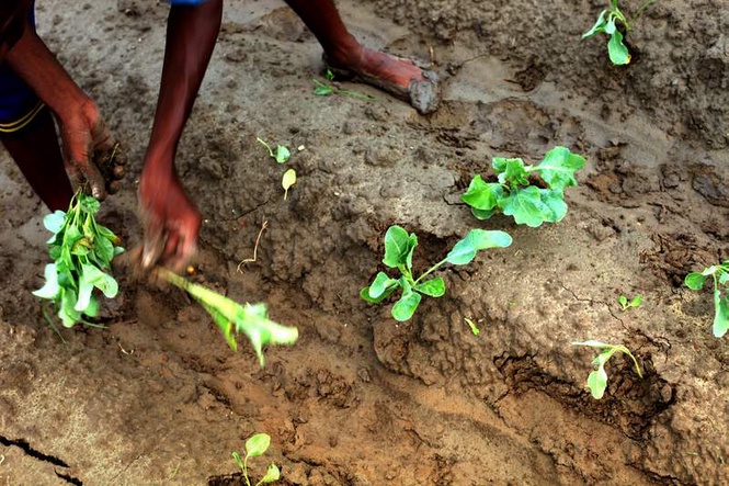 Image from: Haryana to give Rs 10,000 per acre yearly for 5 years to organic farmers, APEDA certification must