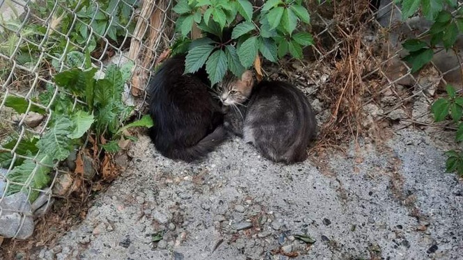 Image from: Kittens dumped in a dog kennel: rescue team hits out at 'dangerous' act