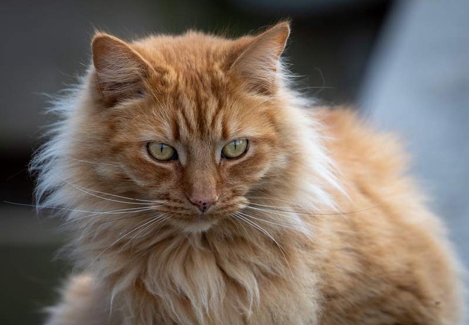 Image from: How to make keep your cat happy while you are away on holiday