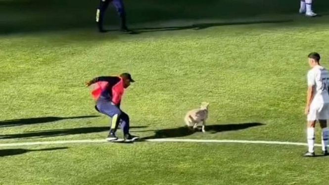 Image from: Puppy invades football pitch, but no one knows he's hiding a secret