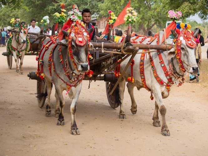 Image from: Heeding PM’s austerity call, Chhattisgarh cop opts for bullock-cart ‘baraat’