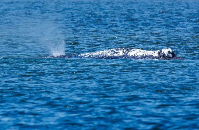 Image from: Dead whale discovered off coast of Denmark