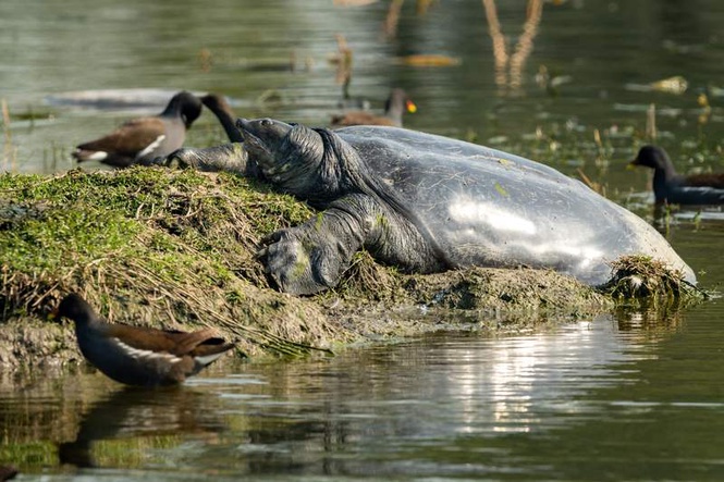 Image from: Country’s 1st satellite-tagged Ganges softshell turtle released in Kaziranga