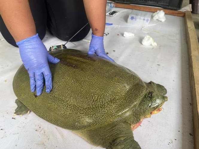 Image from: "India's first satellite-tagged Ganges softshell turtle released at Kaziranga": Assam CM Himanta Sarma