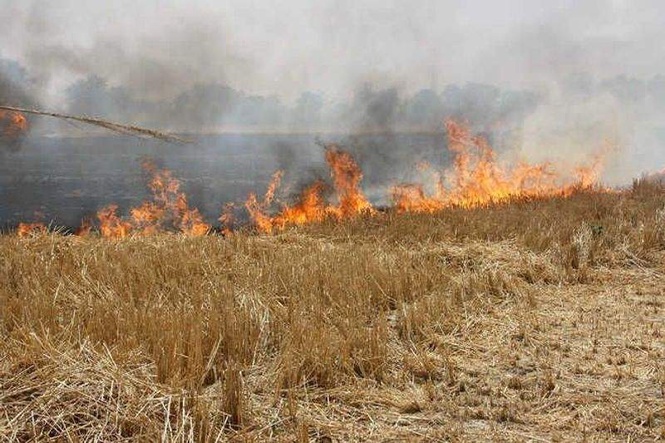 Image from: Air quality panel reviews spike in stubble-burning incidents, measures to curb air pollution in Delhi-NCR