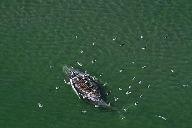 Image from: Experts probe whether dead whale off Denmark is Germany’s 'Timmy'