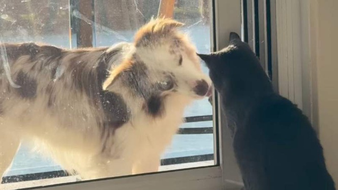 Image from: "So, so adorable": The dog and kitten friendship leaving viewers speechless