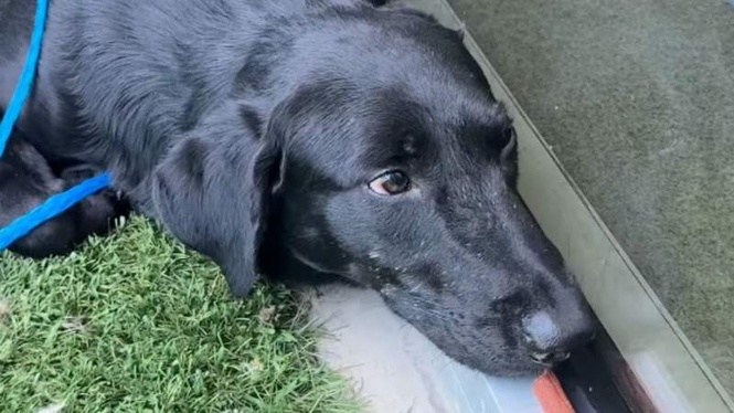 Image from: A shut-down rescue dog gets the helping hand he needs to live again